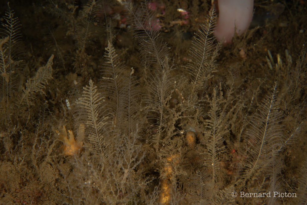 fine feather-hydroid