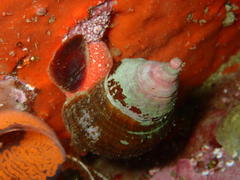 Lugubrilaria lugubris