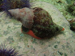 Lugubrilaria lugubris