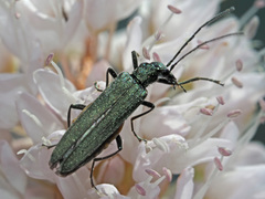 Oedemera virescens