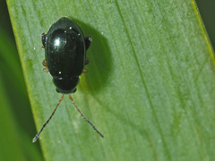 Aphthona nonstriata
