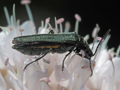 Oedemera virescens