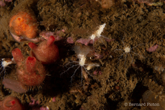 Dendrodoa grossularia