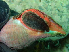 Lugubrilaria lugubris