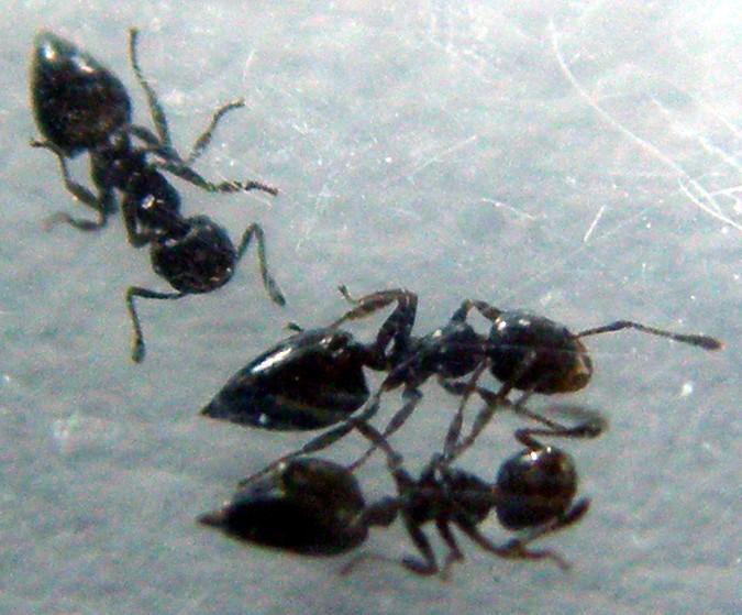 Transvaal Cocktail ant