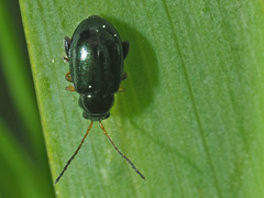 Aphthona nonstriata