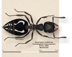 Crematogaster transvaalensis