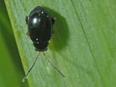 Aphthona nonstriata