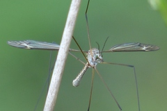Tipula luna
