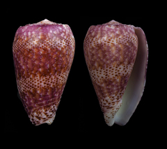 Image of Conus adamsonii