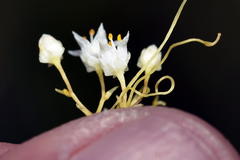 Cuscuta angulata