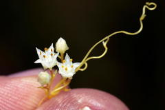 Cuscuta angulata