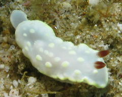 Glossodoris
