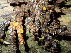 Chloroscypha alutipes