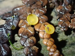 Chloroscypha alutipes