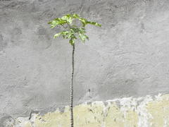 Vasconcellea × pentagona