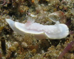 Glossodoris