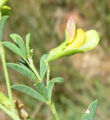 Crotalaria magaliesbergensis