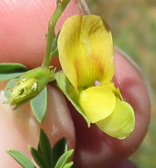Crotalaria magaliesbergensis
