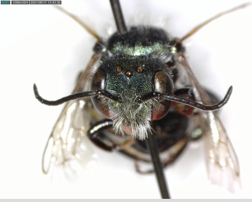 iNaturalist observation photo of Osmia nemoris