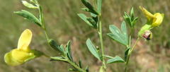 Crotalaria magaliesbergensis