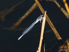 Pseudagrion draconis