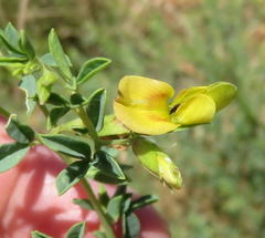 Crotalaria magaliesbergensis
