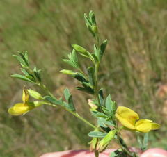 Crotalaria magaliesbergensis