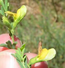Crotalaria magaliesbergensis