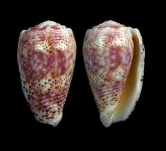 Conus adamsonii image