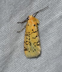Chrysoecia atrolinea