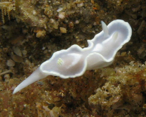 Glossodoris pallida