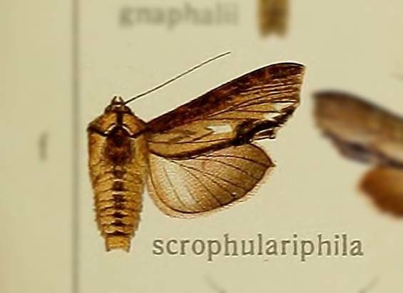 Cucullia scrophulariphila