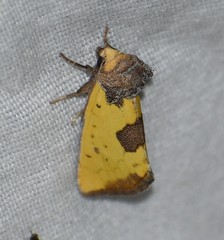 Stiria intermixta