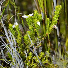 Orophanes
