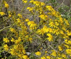 Senecio ilicifolius