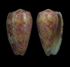 Conus adamsonii image