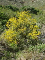 Senecio ilicifolius