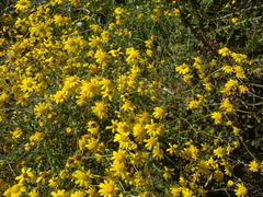 Senecio ilicifolius