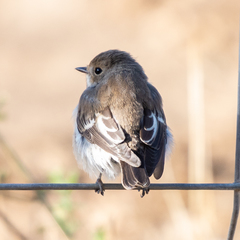 Ficedula hypoleuca