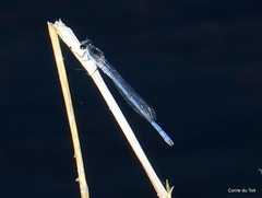 Pseudagrion draconis