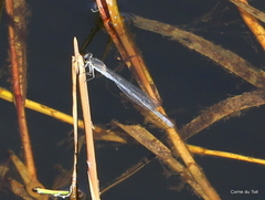 Pseudagrion draconis