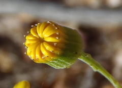 Senecio ilicifolius