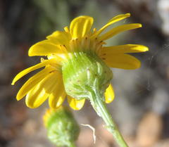 Senecio ilicifolius