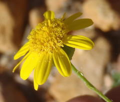 Senecio ilicifolius