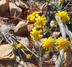 Senecio ilicifolius