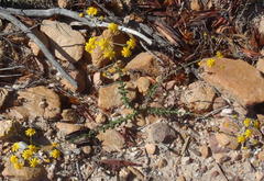 Senecio ilicifolius