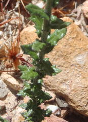 Senecio ilicifolius