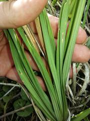 Eulophia ovalis bainesii