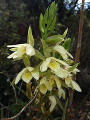 Eulophia ovalis bainesii